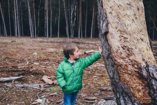 Gå på skogstur med en barnvakt i Sundsvall