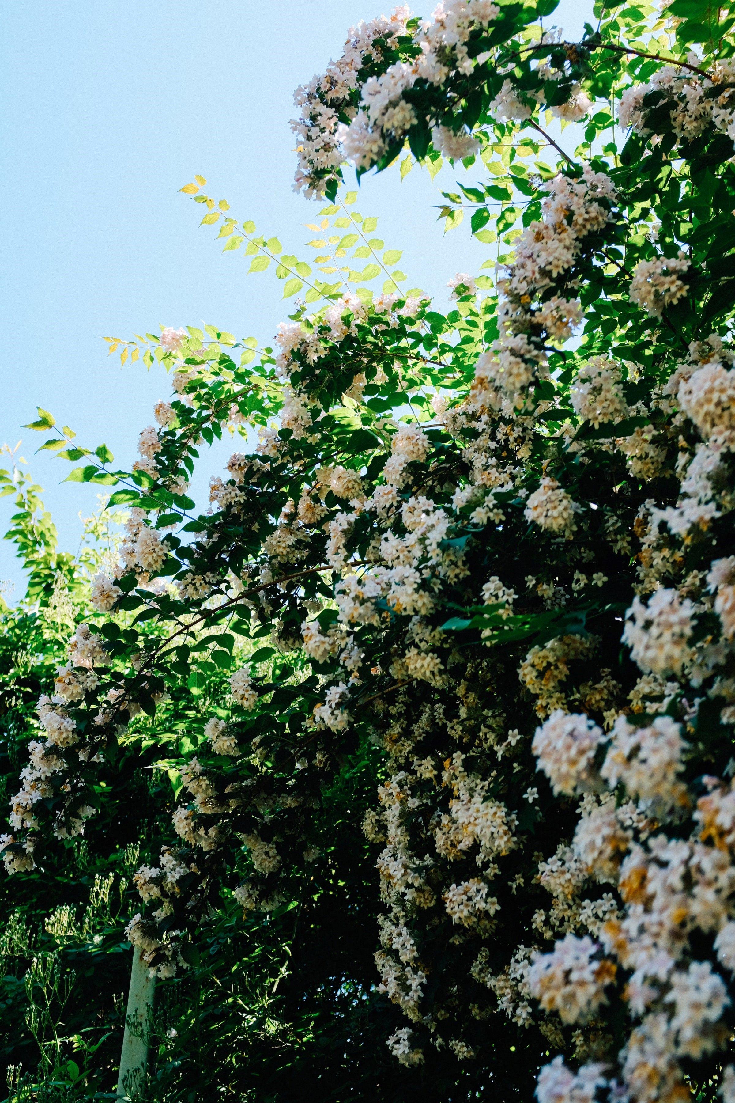 Blommande buskar hör hemma i en trädgård i Motala